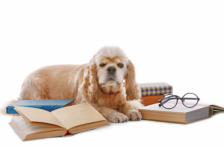 狗和孤立的书