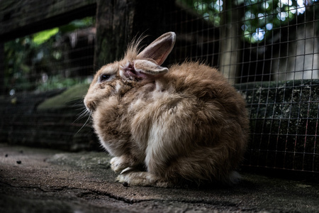 小兔子在宠物动物园图片