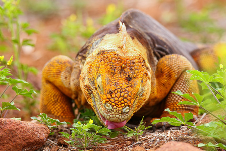 ecuad主演鬣蜥在塞浦路斯岛一块岩石上加拉帕戈斯陆地鬣蜥在北西摩岛