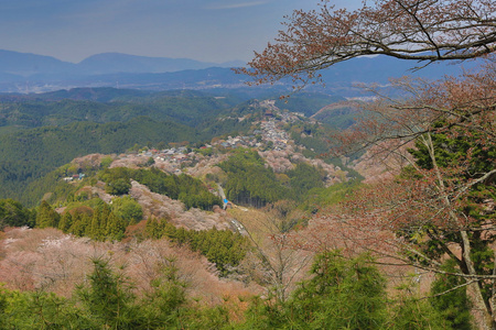 吉野樱花盛开