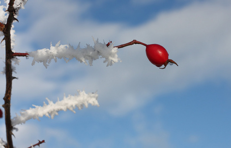 冰冻的玫瑰臀部覆盖着雪和蓝色的冬日天空