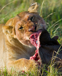 狮子吃肉图片
