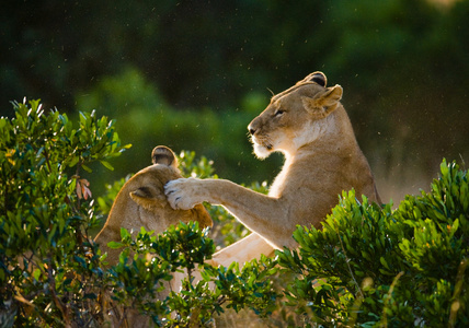 两个母狮玩