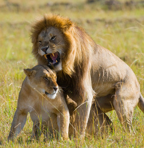 狮和母狮在萨凡纳