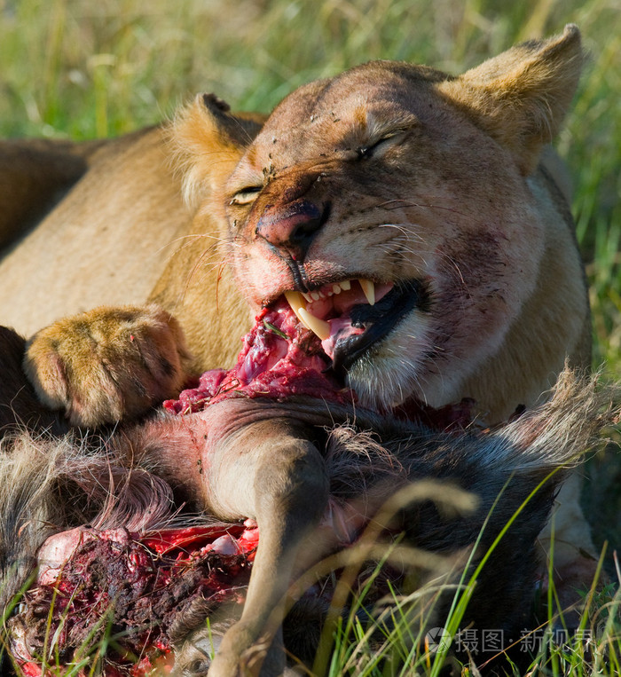 母狮吃肉