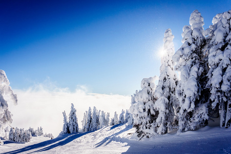 蓝色的天空和雪覆盖的树上太阳峰云层之上