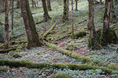 在森林里