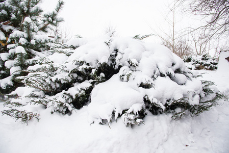 雪中的松树