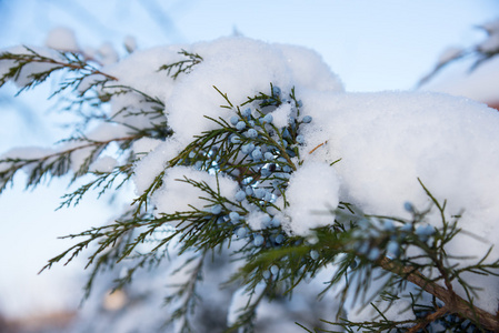 雪覆盖着的树