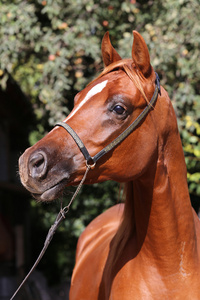 美丽的板栗色阿拉伯种马头照片