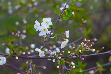 开花樱桃树或樱花无缝模式美丽的樱桃树的花朵美丽的樱桃树的花朵樱桃
