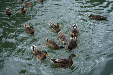 群野鸭在水面上