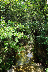 植物园附近的森林河
