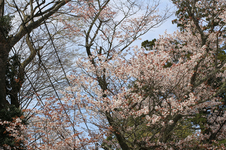 在日本奈良樱桃 Yoshino