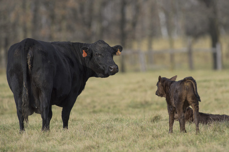 一头黑安格斯牛和小牛在明尼苏达州牛肉农场