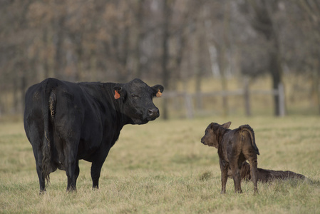 一头黑安格斯牛和小牛在明尼苏达州牛肉农场照片