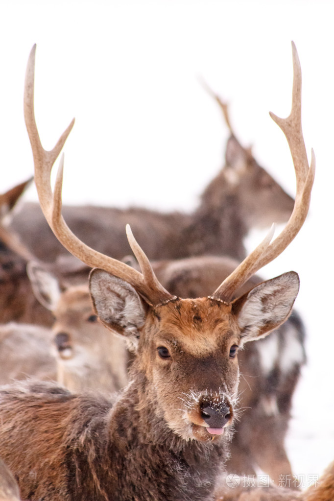 在冬季梅花鹿鹿站在树林里一大群