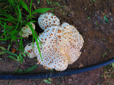丛的蘑菇