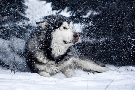 阿拉斯加雪橇犬在森林里图片