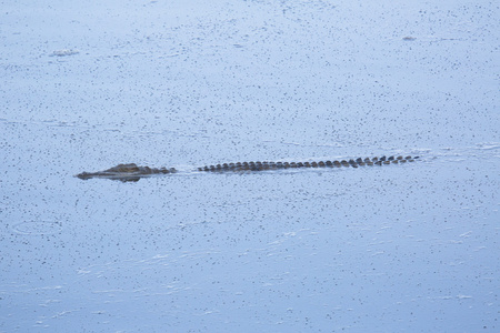 Crocodilie 狩猎在河