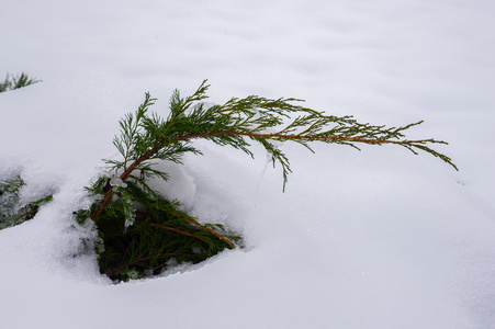 雪中的松树