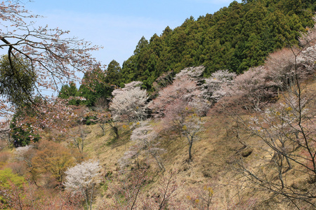 吉野樱花盛开