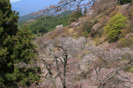 吉野樱花盛开