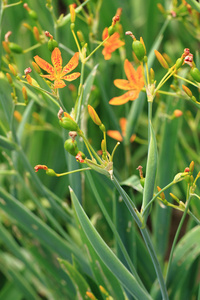 黑莓百合花在花园里