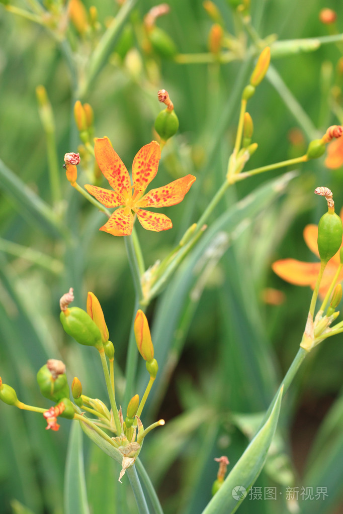 黑莓百合花在花园里