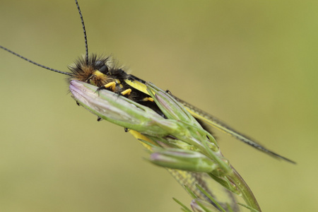 Libelloides coccajus 物种