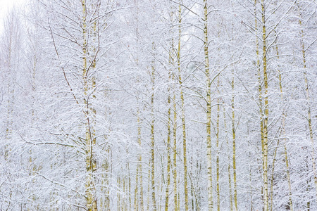 冬天的白桦树图片-冬天的白桦树素材-冬天的白桦树插画-摄图新视界