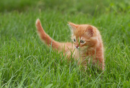 在夏天的绿色草地上的猫。绿色美丽红色小猫