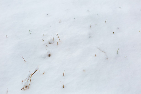 雪领域背景与枯萎的草