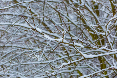 被雪覆盖的乳有待去的树的枝条