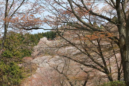 吉野樱花盛开