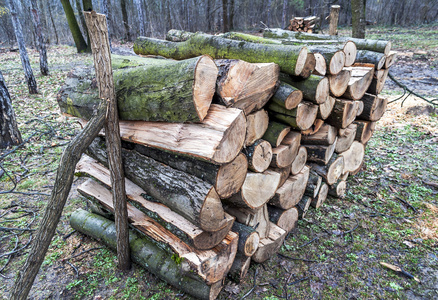 在木头上剪成一堆树干