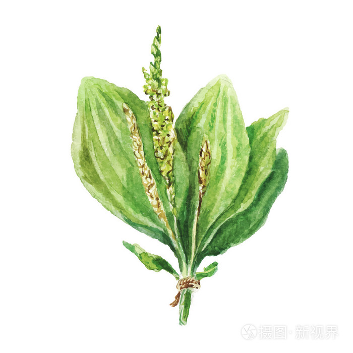 水彩绘画的车前草