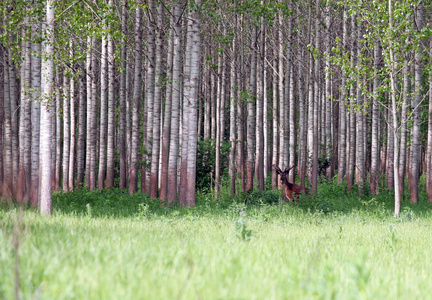鹿站在森林野生动物中