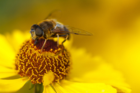 蜜蜂在黄色的花蕊上。浅景深