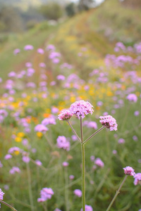 美丽绽放的马鞭草田, 紫花