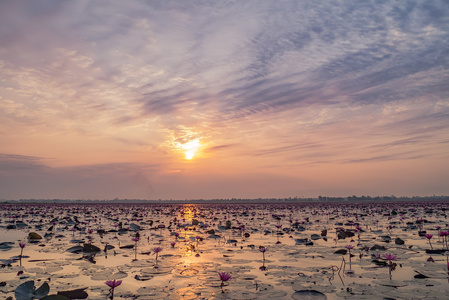 红莲花海