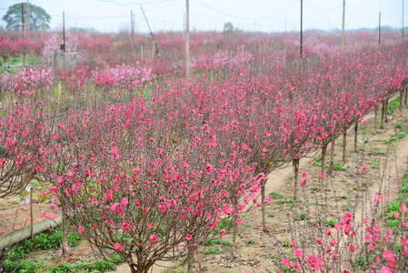 桃花在花园里