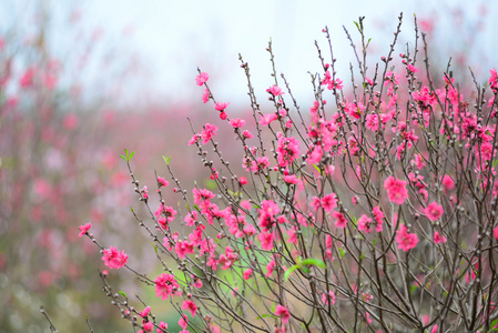 桃花在花园里