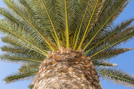 在阳光明媚的蓝天下的棕榈树的形象