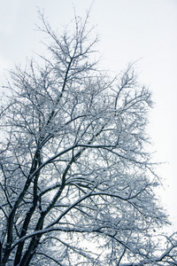 白雪皑皑的冬季森林