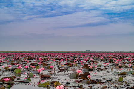 红莲花海