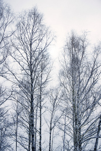 白雪皑皑的冬季森林