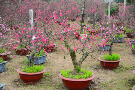 桃花在花园里