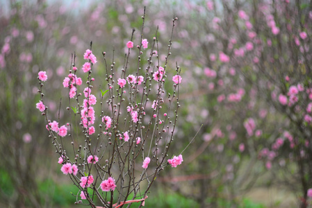 桃花在花园里