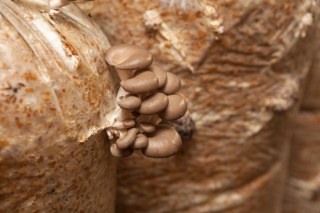 牡蛎蘑菇生长在蘑菇农场